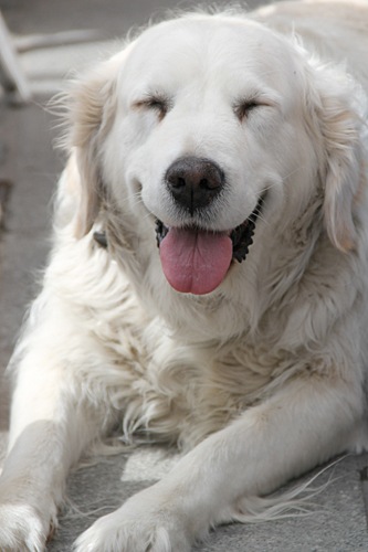 super-happy-dog