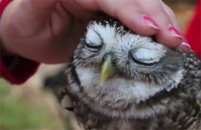 Owl-Petting.jpg