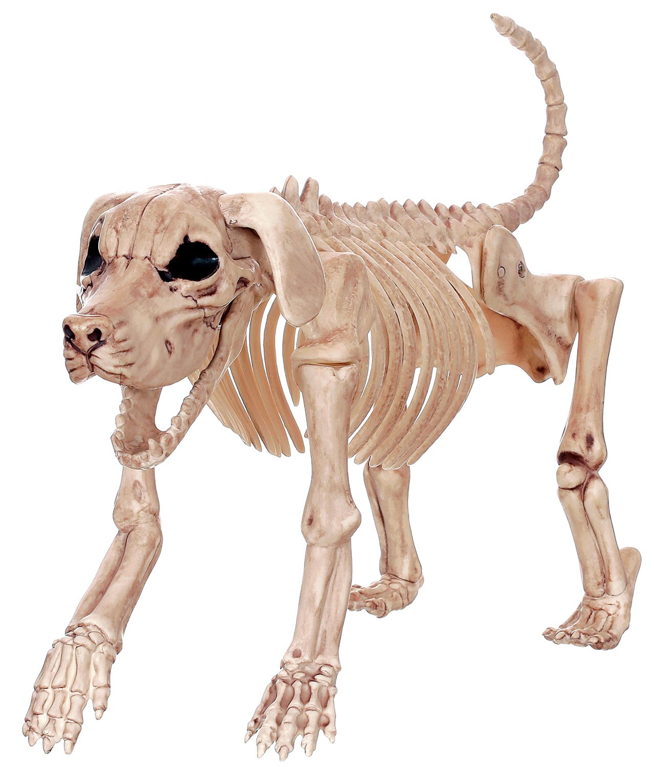 Skeleton Dog Halloween 