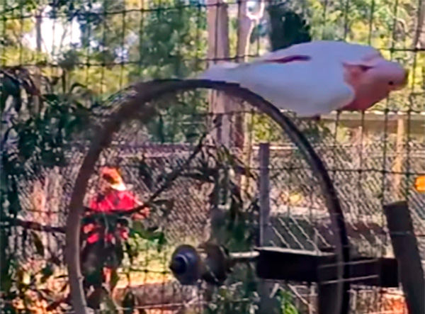 Cockatoo likes to spin