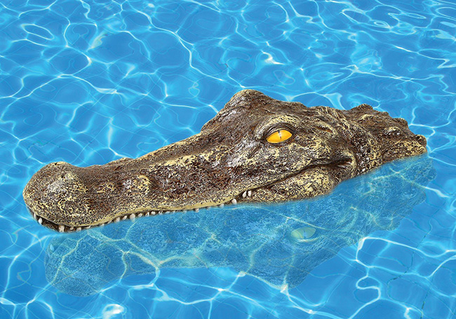 Floating Crocodile head