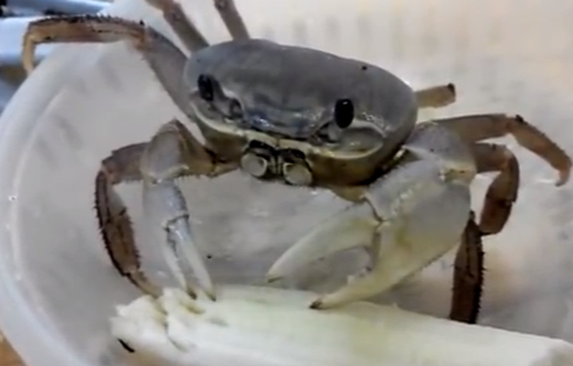 pet crab eating Banana - YouTube