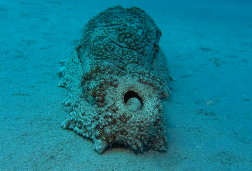 Pooping sea cucumber