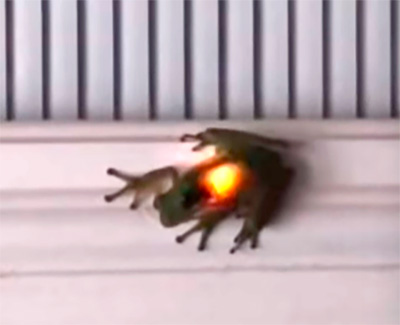 Frog Firefly
