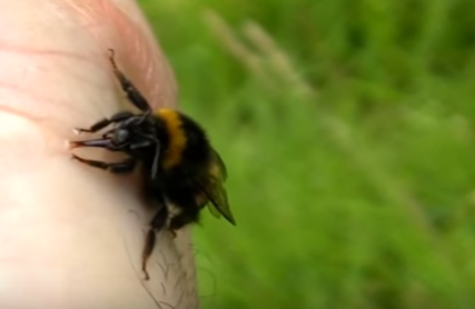 Bumble Bee Pet