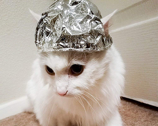 Tin Foil Hats For Cats