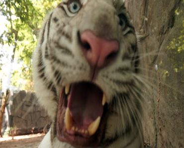 Getting Attacked By A White Tiger